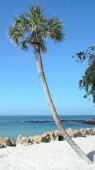 Palm tree image highlighting the tropical Sarasota and Siesta Key environment