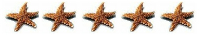 Decorative star image representing quality and guest satisfaction for Florida Beach Villas